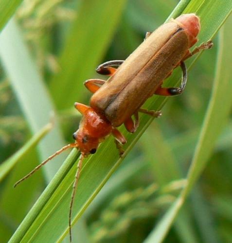 Réf. 13 807 : Cantharis livida
