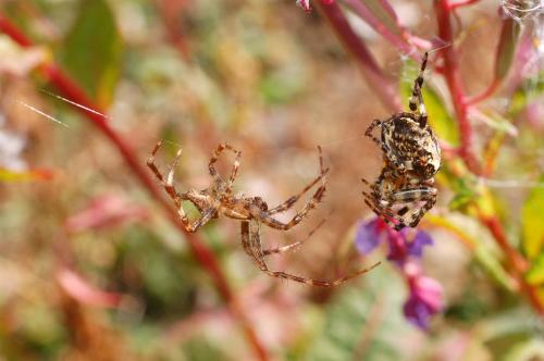 Araneus diadematus