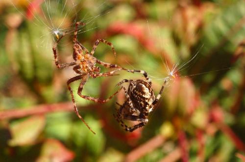 Araneus diadematus