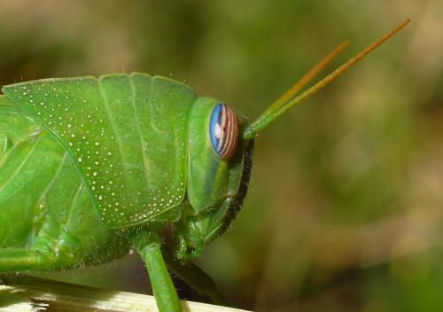 Anacridium aegyptium