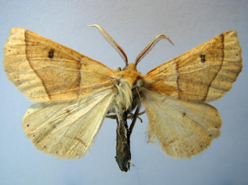 Réf. 13 351 : Crocallis elinguaria