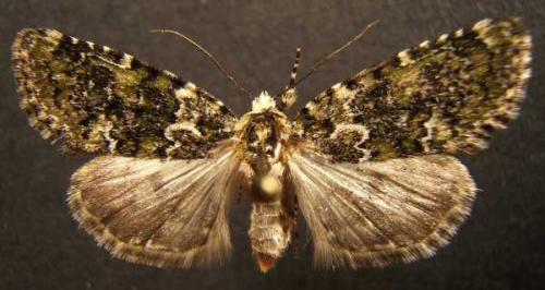 Bryophila domestica