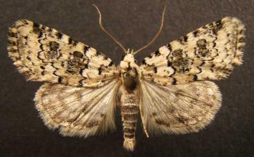 Bryophila domestica
