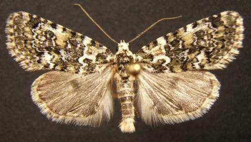 Bryophila domestica