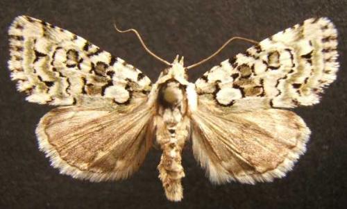Réf. 13 339 : Nyctobrya muralis