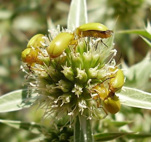 Cteniopus sulphureus
