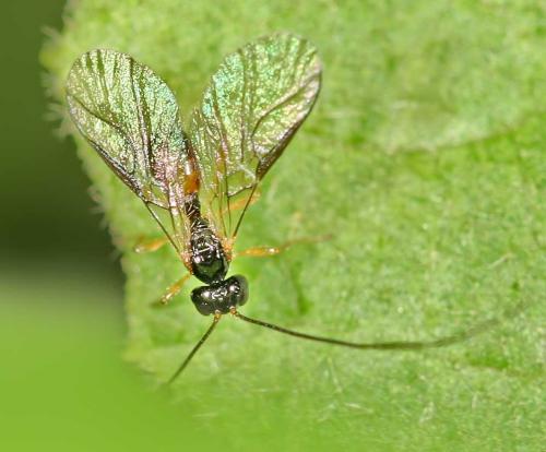 Réf. 13 501 : Alysiinae inconnu