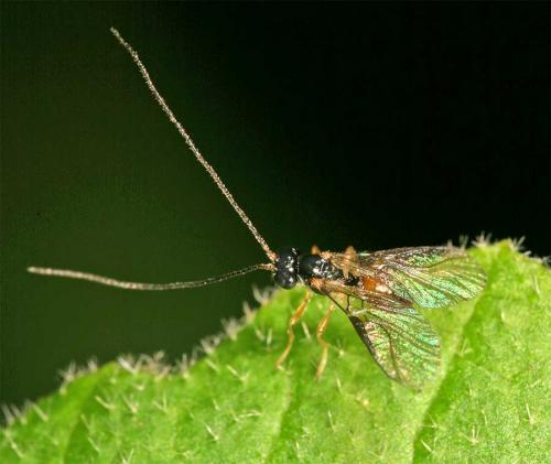 Réf. 13 502 : Alysiinae inconnu