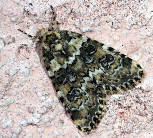 Bryophila domestica