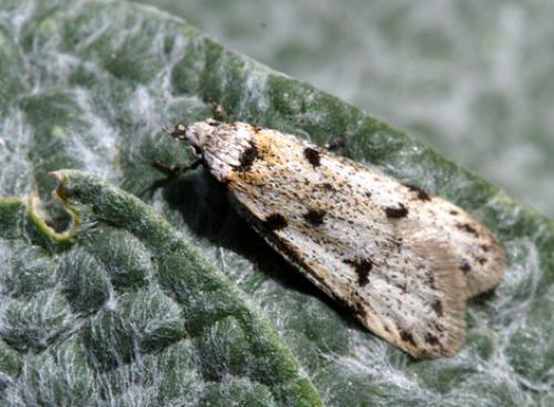 Symmoca signella