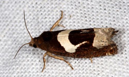 Epiblema foenella
