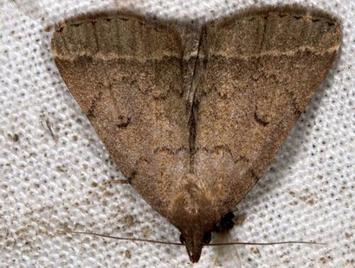 Zanclognatha zelleralis
