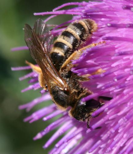 Réf. 13 970 : Halictus scabiosae