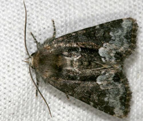 Réf. 13 665 : Oligia sp.