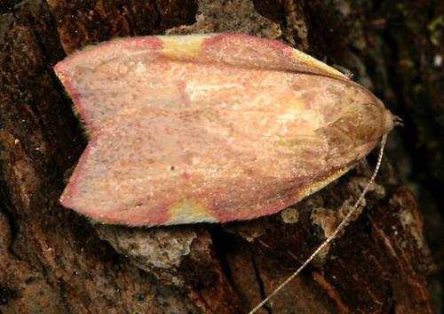 Réf. 13 629 : Carcina quercana