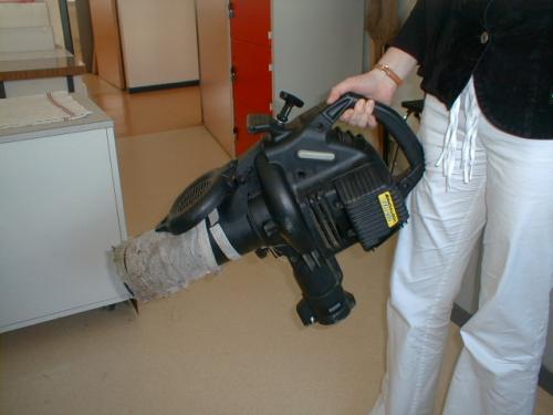 Aspirateur sp.
