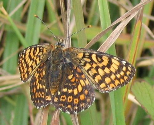 Réf. 13 072 : Melitaea cinxia