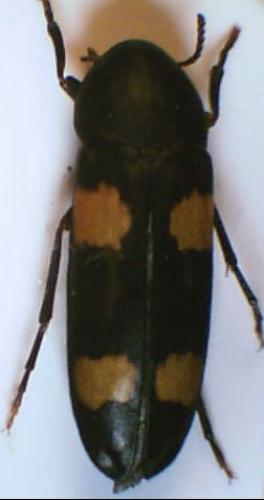 Réf. 13 814 : Dircaea australis