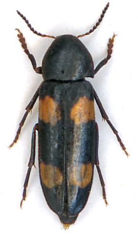 Réf. 13 998 : Dircaea australis