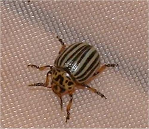 Réf. 13 355 : Leptinotarsa decemlineata