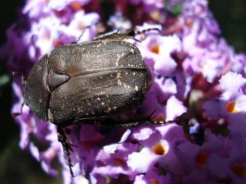 Netocia morio