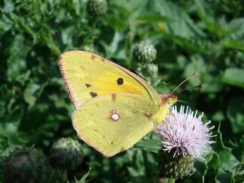 Colias croceus