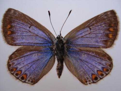 Polyommatus icarus