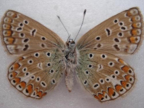 Polyommatus icarus