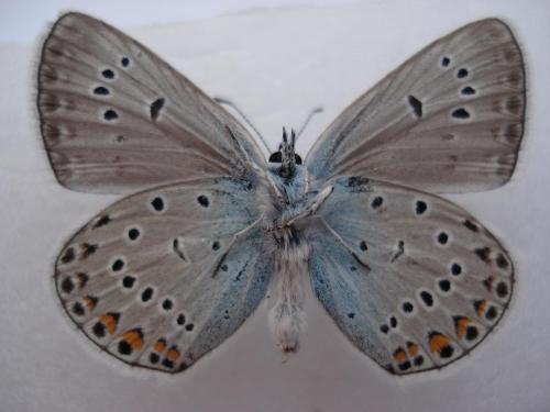 Réf. 13 563 : Polyommatus amandus