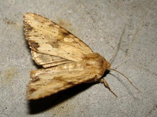 Réf. 13 989 : Apamea sublustris