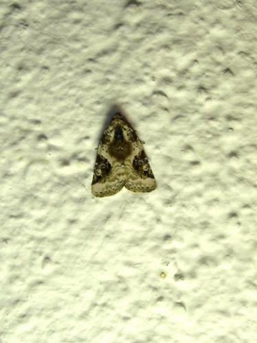 Réf. 13 244 : Pseudeustrotia candidula