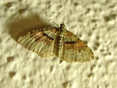 Réf. 13 431 : Xanthorhoe designata