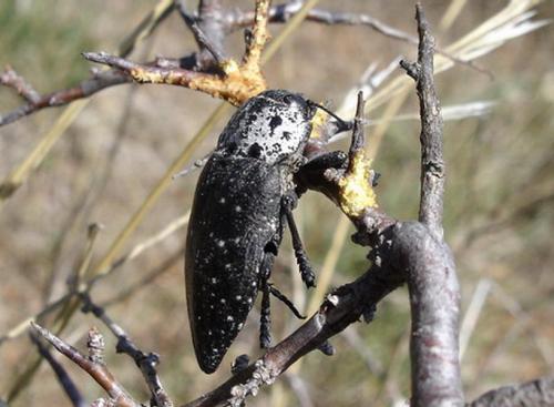 Réf. 13 305 : Capnodis tenebrionis