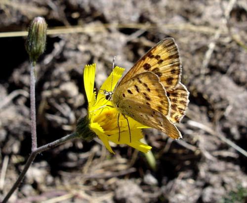 Lycaena virgaureae