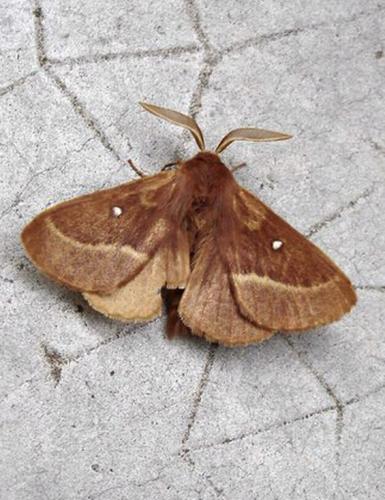 Lasiocampa trifolii