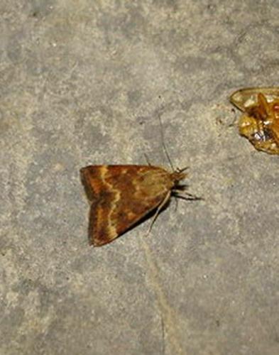 Pyrausta despicata