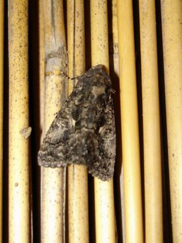 Aedia leucomelas