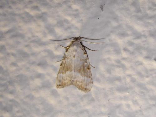 Meganola albula