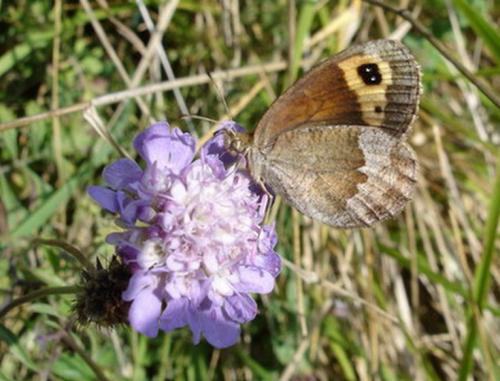 Erebia neoridas