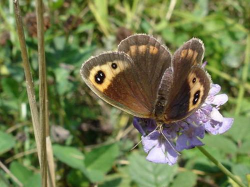 Erebia neoridas