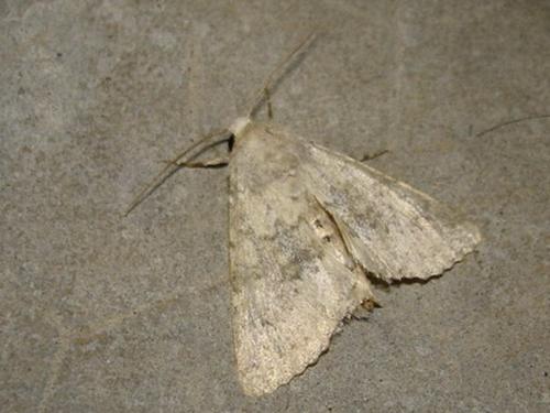 Polymixis dubia