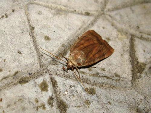 Noctua janthina