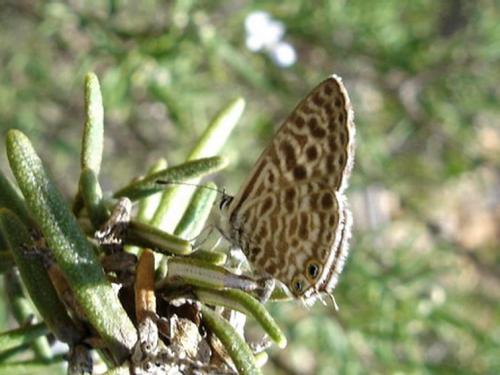 Réf. 13 885 : Leptotes pirithous
