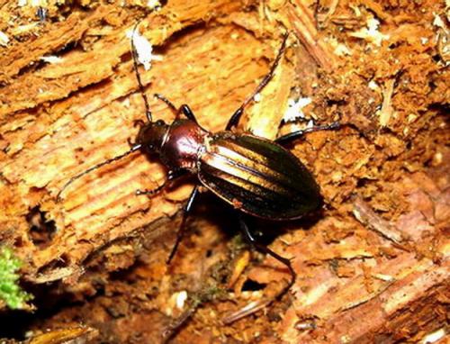 Réf. 13 967 : Carabus auronitens