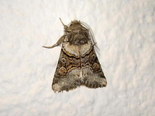 Réf. 13 917 : Cleoceris scoriacea