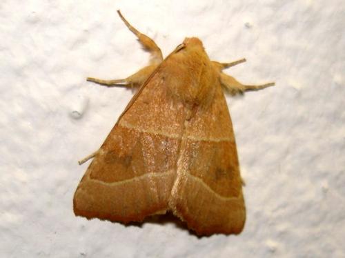 Réf. 13 943 : Atethmia centrago