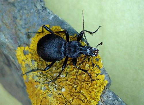 Cychrus caraboides