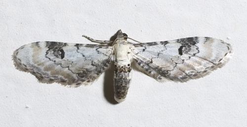 Eupithecia centaureata