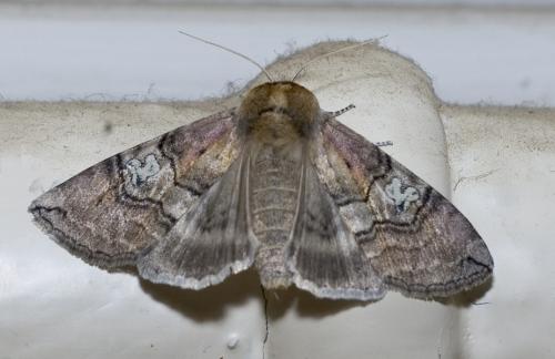 Réf. 13 416 : Tethea ocularis