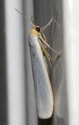 Réf. 13 517 : Eilema sp.